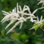 Photo of astilbe