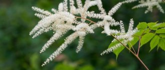 Photo of astilbe