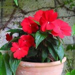 Photo of balsam in a ceramic pot