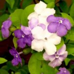 Brunfelsia Photos