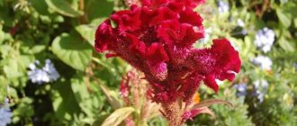 Photo of Celosia