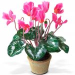 Photo of cyclamen