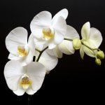 Photo of orchid blossom