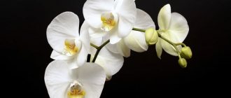 Photo of orchid blossom