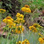 Photo of a flower in nature