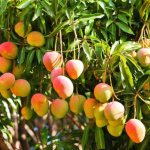 photo of a mango tree with fruits