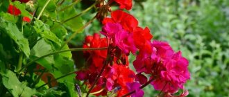 Photo of geranium