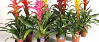 Photos of Guzmania