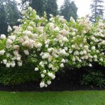 Photo of Hydrangea paniculata shrub