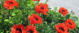 photo of oriental poppy