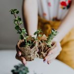 Photo of succulent transplantation