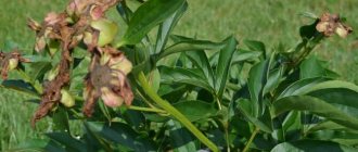 Photo of peony after flowering