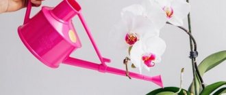 Photo of watering an orchid