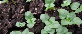 Photo of godetia seedlings