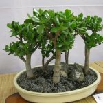 Photo of the Crassula