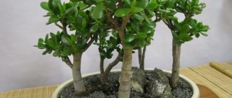 Photo of the Crassula