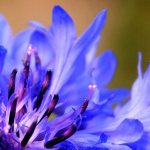 Photos of cornflowers