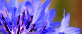 Photos of cornflowers