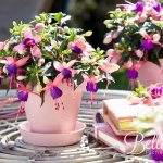 Fuchsia - features of care and cultivation