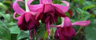 fuchsia