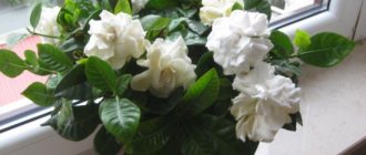 gardenia