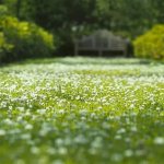 Clover lawn