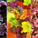 growing heuchera from seeds