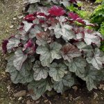 Heuchera hairy