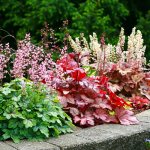 Heucheras of different varieties