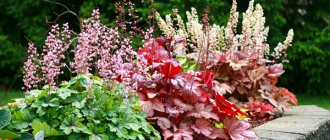 Heucheras of different varieties