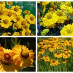 Helenium perennial - planting and growing, propagation and preparation for winter