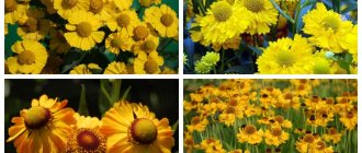 Helenium perennial - planting and growing, propagation and preparation for winter