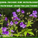 forest geranium