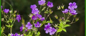 forest geranium