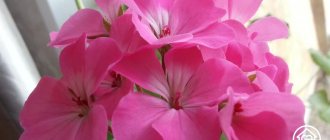 Geranium: planting, care and wintering