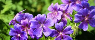 perennial garden geranium