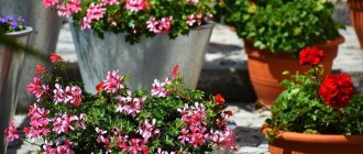 Geranium in a pot