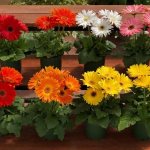 Gerbera (70 photos): types and features of care