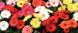 gerbera festival photo