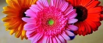 Gerbera - home care