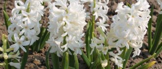 Hyacinth