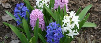 Hyacinth