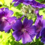 Himalayan geranium