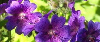 Himalayan geranium