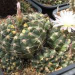 Gymnocalycium in the garden