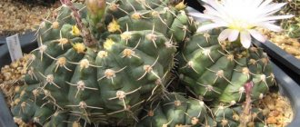 Gymnocalycium in the garden