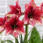 hippeastrum flower photo