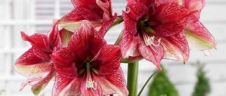 hippeastrum flower photo