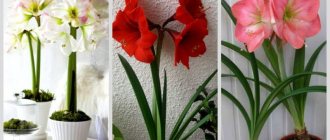 hippeastrum photo