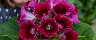 Gloxinia - how to care for and how to propagate at home?